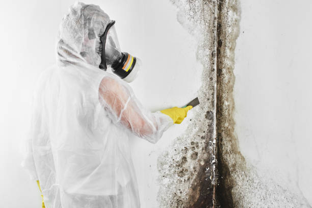 Best Mold Testing and Inspection Services in Lipatria, CA