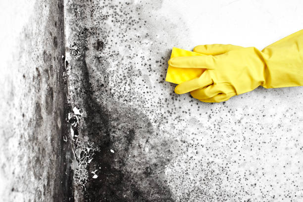 Best Attic Mold Remediation in Lipatria, CA