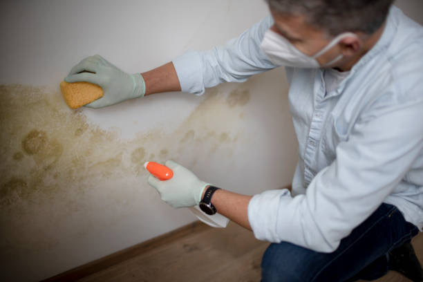 Professional Mold Remediation in Calipatria, CA