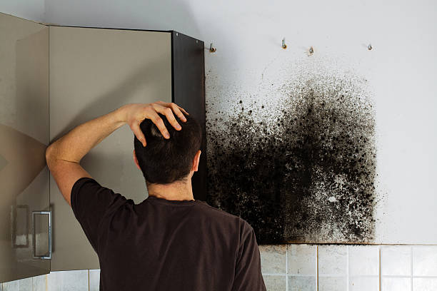 Best Residential Mold Remediation in Lipatria, CA