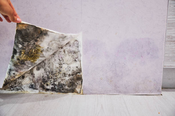 Best Kitchen Mold Remediation in Lipatria, CA
